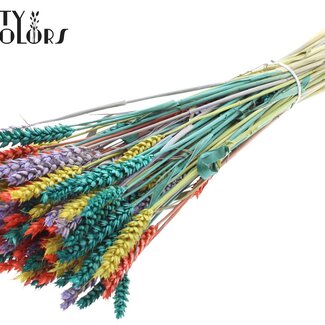 QC Gedroogde Tarwe | Kleurrijk 5 | Kleur: Gemengde Kleuren | Triticum Droogbloemen | Lengte ± 60 centimeter | Gewicht 220 gram | Per bos