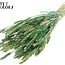 Gedroogde Tarwe | Kleur: Meerkleurig Groen | Triticum Droogbloemen | Lengte ± 60 centimeter | Gewicht 220 gram | Per bos