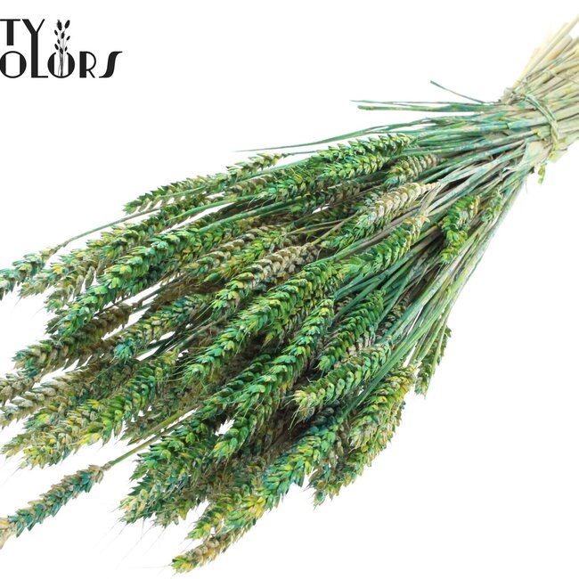 Gedroogde Tarwe | Kleur: Meerkleurig Groen | Triticum Droogbloemen | Lengte ± 60 centimeter | Gewicht 220 gram | Per bos