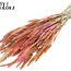 Gedroogde Tarwe | Kleur: Meerkleurig Kerskleurig | Triticum Droogbloemen | Lengte ± 60 centimeter | Gewicht 220 gram | Per bos