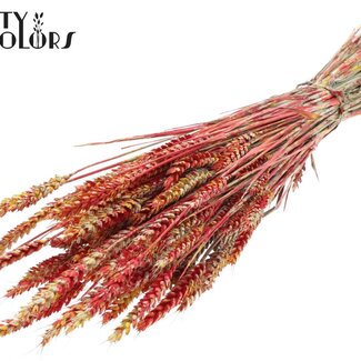 QC Dried Wheat | Colour: Multicoloured Red | Triticum Dried Flowers | Length ± 60 centimetres | Weight 220 grams | Per bunch