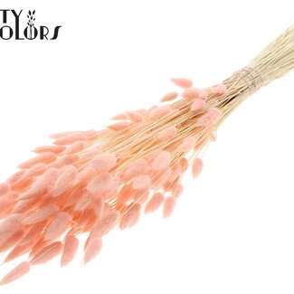 QC Dried Bunny Tails Premium | Colour: Intense Light Pink | Lagurus Ovatus dried flowers | Length ± 70 centimetres | Weight 100 grams | Per bunch