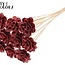 Beetal Rose met was op stok | Kleur: Bordeauxrood | Diameter roos 6 centimeter | Lengte bijsteker ± 50 centimeter | Per 10 bijstekers