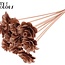 Beetal Rose on stem | Colour: Copper-coloured | Rose diameter 6 centimetres | Stake length ± 50 centimetres | Per 10 stakes