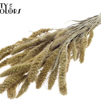 QC Getrocknete Setaria | Farbe: Naturbraun | Setaria Trockenblumen | Länge ± 70 Zentimeter | Gewicht 210 Gramm | Pro Bund