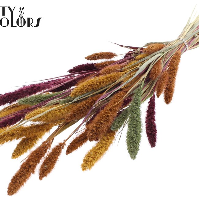 Getrocknete Setaria | Pumpkin Spice | Farbe: Gemischte Farben | Setaria Trockenblumen | Länge ± 70 Zentimeter | Gewicht 210 Gramm | Pro Bund