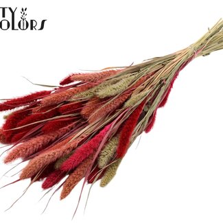 QC Getrocknete Setaria | Lady Mix | Farbe: Gemischte Farben | Setaria Trockenblumen | Länge ± 70 Zentimeter | Gewicht 210 Gramm | Pro Bund