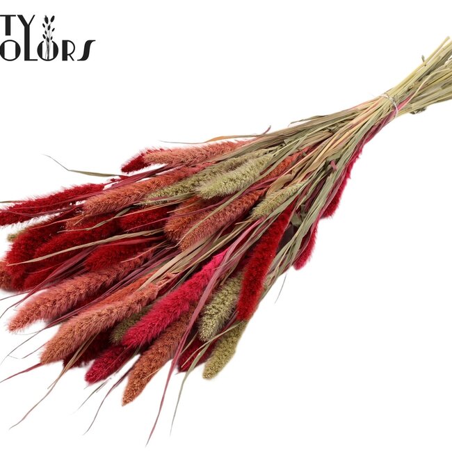 Setaria séchée | Lady Mix | Couleur : Couleurs mélangées | Fleurs séchées Setaria | Longueur ± 70 centimètres | Poids 210 grammes | Par bouquet