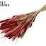 Dried Setaria | Lady Mix | Colour: Mixed Colours | Setaria dried flowers | Length ± 70 centimetres | Weight 210 grams | Per bunch