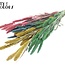 Setaria séchée | Pastel Prism | Couleur : Couleurs mélangées | Fleurs séchées Setaria | Longueur ± 70 centimètres | Poids 210 grammes | Par bouquet
