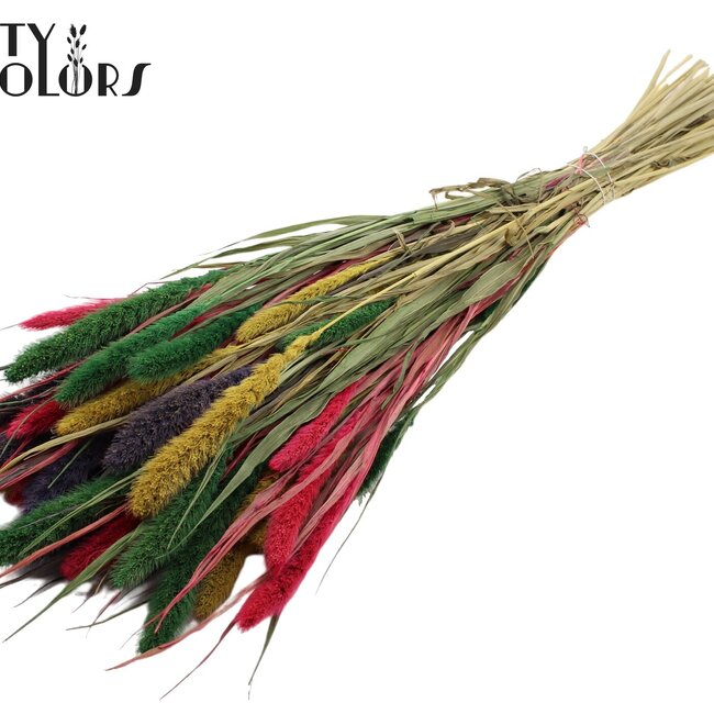 Getrocknete Setaria | Farbig 2 | Farbe: Gemischte Farben | Setaria Trockenblumen | Länge ± 70 Zentimeter | Gewicht 210 Gramm | Pro Bund