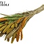 Dried Setaria | Summer Mix | Colour: Mixed Colours | Setaria dried flowers | Length ± 70 centimetres | Weight 210 grams | Per bunch