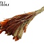 Dried Setaria | Colourful 3 | Colour: Mixed Colours | Setaria dried flowers | Length ± 70 centimetres | Weight 210 grams | Per bunch