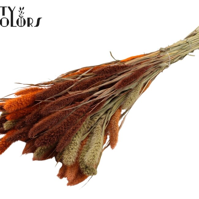 Dried Setaria | Colourful 3 | Colour: Mixed Colours | Setaria dried flowers | Length ± 70 centimetres | Weight 210 grams | Per bunch