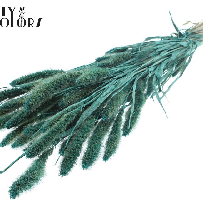 Dried Setaria | Colour: Pearl Turquoise | Setaria dried flowers | Length ± 70 centimetres | Weight 210 grams | Per bunch