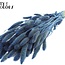 Gedroogde Setaria | Kleur: Pearl Blauw | Setarea droogbloemen | Lengte ± 70 centimeter | Gewicht 210 gram | Per bos