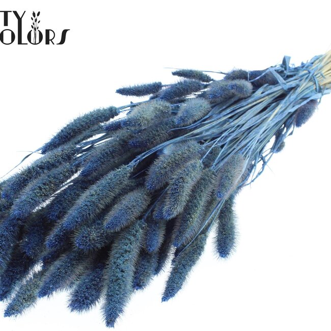 Dried Setaria | Colour: Pearl Blue | Setaria dried flowers | Length ± 70 centimetres | Weight 210 grams | Per bunch