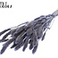 Dried Setaria | Colour: Pearl Milka Purple | Setaria dried flowers | Length ± 70 centimetres | Weight 210 grams | Per bunch