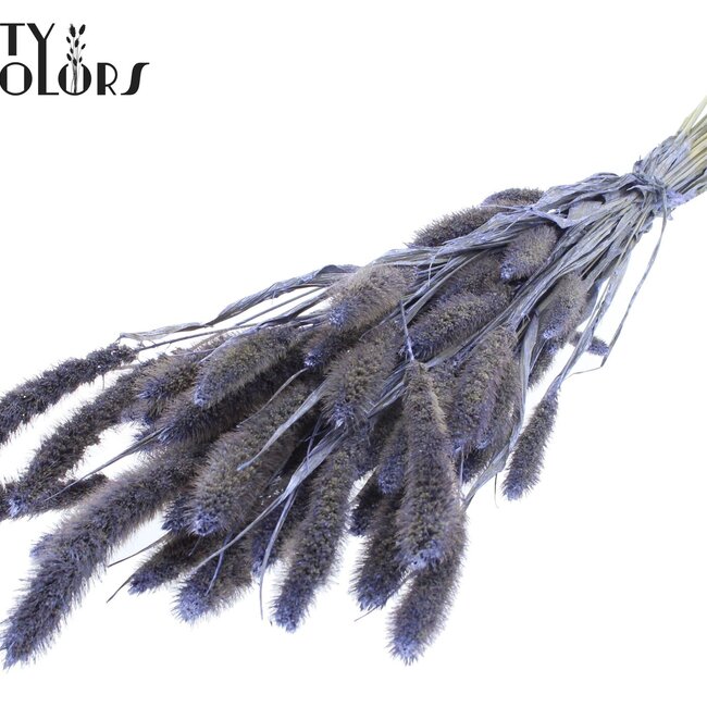 Getrocknete Setaria | Farbe: Pearl Milka Lila | Setaria Trockenblumen | Länge ± 70 Zentimeter | Gewicht 210 Gramm | Pro Bund