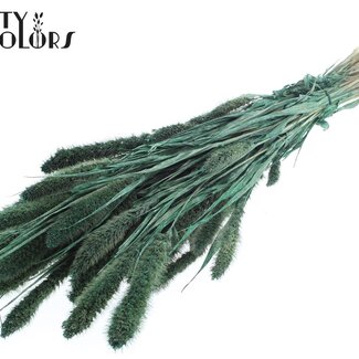 QC Gedroogde Setaria | Kleur: Pearl Groen | Setarea droogbloemen | Lengte ± 70 centimeter | Gewicht 210 gram | Per bos