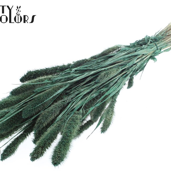Dried Setaria | Colour: Pearl Green | Setaria dried flowers | Length ± 70 centimetres | Weight 210 grams | Per bunch