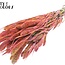 Dried Setaria | Colour: Multicolour Cherry | Setaria dried flowers | Length ± 70 centimetres | Weight 210 grams | Per bunch