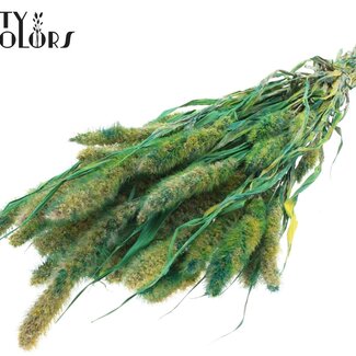 QC Gedroogde Setaria | Kleur: Multicolour Groen | Setarea droogbloemen | Lengte ± 70 centimeter | Gewicht 210 gram | Per bos