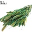 Gedroogde Setaria | Kleur: Multicolour Groen | Setarea droogbloemen | Lengte ± 70 centimeter | Gewicht 210 gram | Per bos