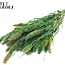 Dried Setaria | Colour: Multicolour Green | Setaria dried flowers | Length ± 70 centimetres | Weight 210 grams | Per bunch