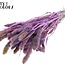 Setaria séchée | Couleur : Multicolore Milka Violet | Fleurs séchées Setaria | Longueur ± 70 centimètres | Poids 210 grammes | Par bouquet