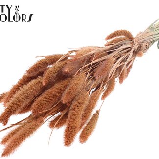 QC Dried Setaria | Colour: Pearl Orange | Setaria dried flowers | Length ± 70 centimetres | Weight 210 grams | Per bunch