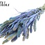 Dried Setaria | Colour: Multicolour Light Blue | Setaria dried flowers | Length ± 70 centimetres | Weight 210 grams | Per bunch