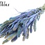 Gedroogde Setaria | Kleur: Multicolour Lichtblauw | Setarea droogbloemen | Lengte ± 70 centimeter | Gewicht 210 gram | Per bos