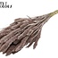 Dried Setaria | Colour: Champagne | Setaria dried flowers | Length ± 70 centimetres | Weight 210 grams | Per bunch