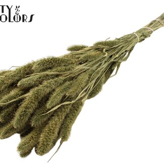 QC Getrocknete Setaria | Farbe: Antikgrün | Setaria Trockenblumen | Länge ± 70 Zentimeter | Gewicht 210 Gramm | Pro Bund