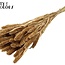 Dried Setaria | Colour: Antique Gold | Setaria dried flowers | Length ± 70 centimetres | Weight 210 grams | Per bunch
