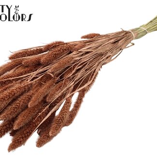 QC Getrocknete Setaria | Farbe: Kupferfarben | Setaria Trockenblumen | Länge ± 70 Zentimeter | Gewicht 210 Gramm | Pro Bund