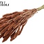 Gedroogde Setaria | Kleur: Koperkleurig | Setarea droogbloemen | Lengte ± 70 centimeter | Gewicht 210 gram | Per bos
