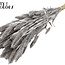 Dried Setaria | Colour: Silver | Setaria dried flowers | Length ± 70 centimetres | Weight 210 grams | Per bunch