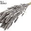 Dried Setaria | Colour: Silver | Setaria dried flowers | Length ± 70 centimetres | Weight 210 grams | Per bunch