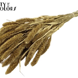 QC Dried Setaria | Colour: Gold | Setaria dried flowers | Length ± 70 centimetres | Weight 210 grams | Per bunch