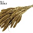 Dried Setaria | Colour: Gold | Setaria dried flowers | Length ± 70 centimetres | Weight 210 grams | Per bunch