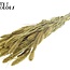 Gedroogde Setaria | Kleur: Metallic Geel | Setarea droogbloemen | Lengte ± 70 centimeter | Gewicht 210 gram | Per bos