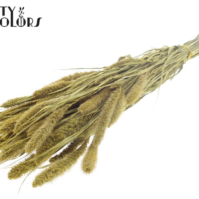 Getrocknete Setaria | Farbe: Metallic Gelb | Setaria Trockenblumen | Länge ± 70 Zentimeter | Gewicht 210 Gramm | Pro Bund