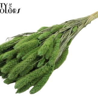 QC Dried Setaria | Colour: Frosted Mint Green | Setaria dried flowers | Length ± 70 centimetres | Weight 210 grams | Per bunch