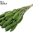 Gedroogde Setaria | Kleur: Frosted Mintgroen | Setarea droogbloemen | Lengte ± 70 centimeter | Gewicht 210 gram | Per bos