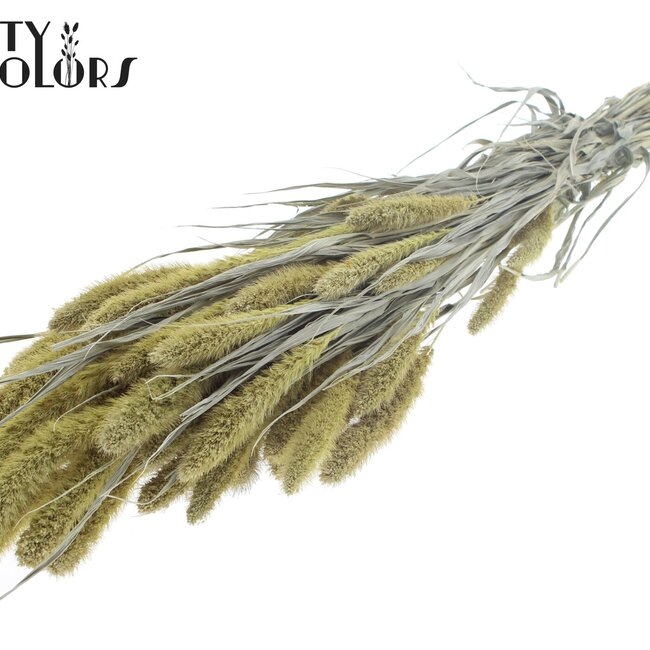 Gedroogde Setaria | Kleur: Frosted Lichtgeel | Setarea droogbloemen | Lengte ± 70 centimeter | Gewicht 210 gram | Per bos