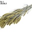 Gedroogde Setaria | Kleur: Frosted Lichtgeel | Setarea droogbloemen | Lengte ± 70 centimeter | Gewicht 210 gram | Per bos