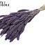 Dried Setaria | Colour: Frosted Milka Purple | Setaria dried flowers | Length ± 70 centimetres | Weight 210 grams | Per bunch