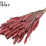Setaria séchée | Couleur : Rose givré | Fleurs séchées Setaria | Longueur ± 70 centimètres | Poids 210 grammes | Par bouquet
